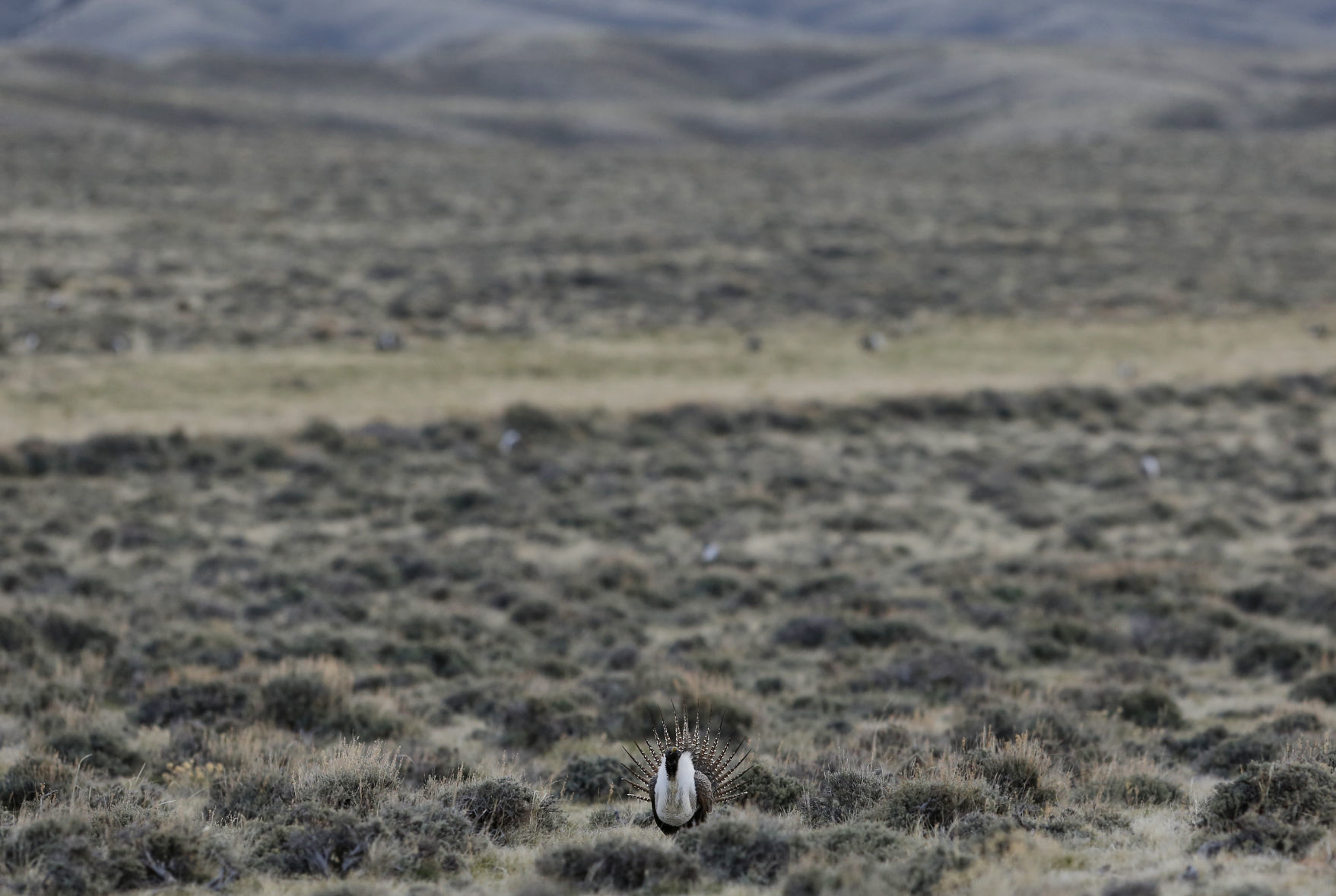 Sage Grouse